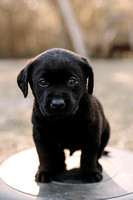 Pups